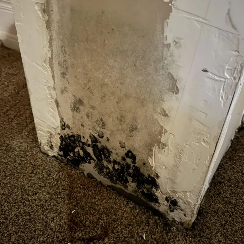 Professional Mold Removal in Fayetteville, AR